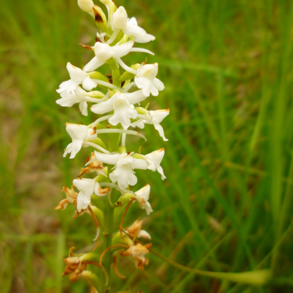 2-gymnadenia conopsea alba